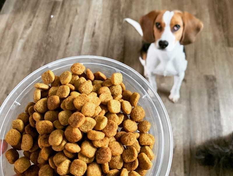 Dog Kibble What is The Influence Of its Size, Shape and Other