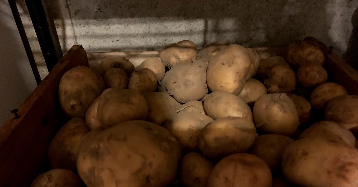 This’N’That Family Farm Growing Potatoes A Traditional Maine Crop