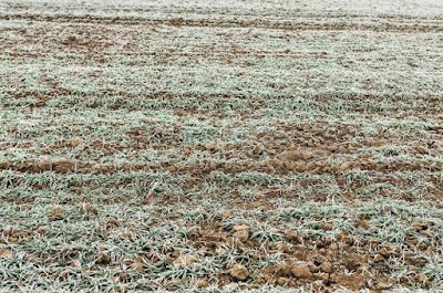 Alerta a todos los agricultores del Sur de Sonora por bajas temperaturas