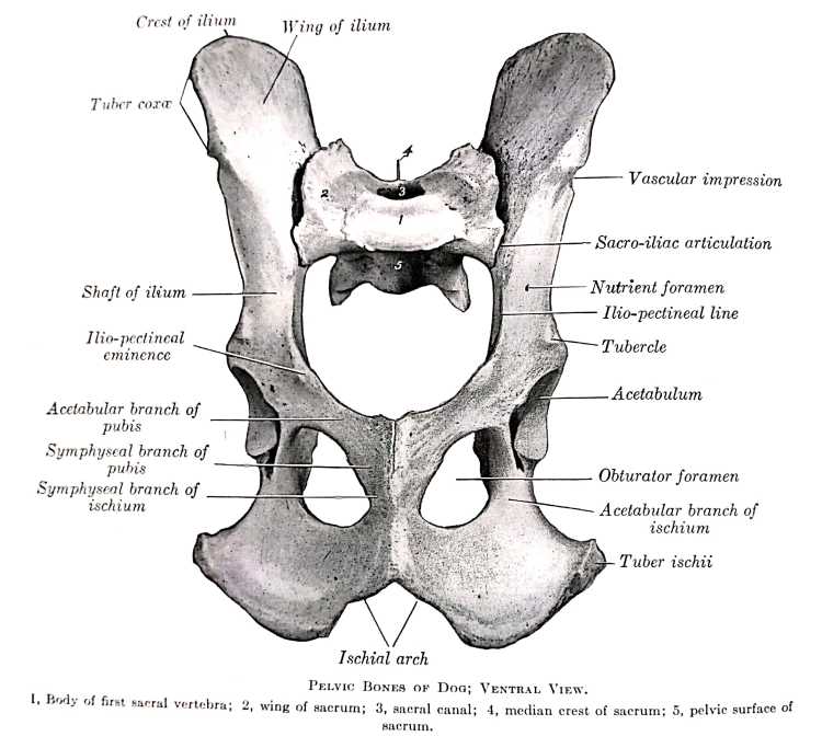 Pelvic Girdle - Ilium, Ischium and Pubis - Hind limb - Gross Anatomy