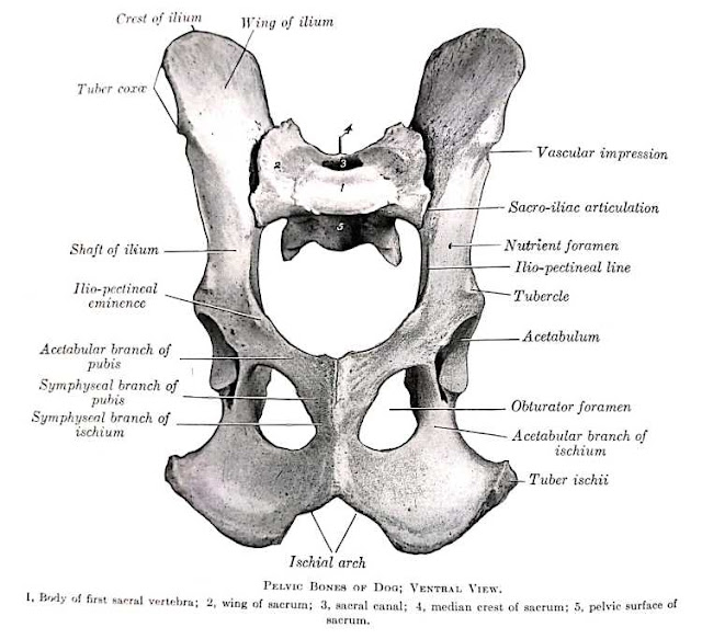 Pelvic Girdle Gross Anatomy Anjani Mishra