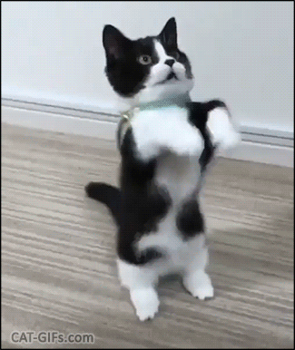Adorable Black White Kitty Begging For Food Cat Gifs