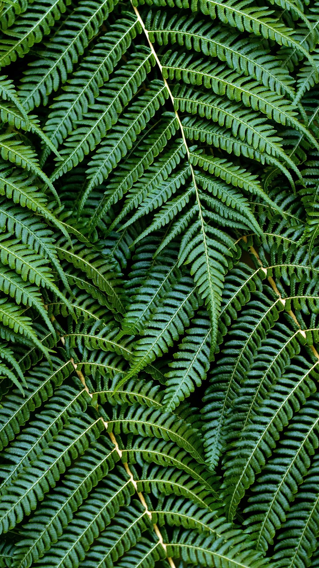 Wallpaper Macro, Fern, Leaves, Branches