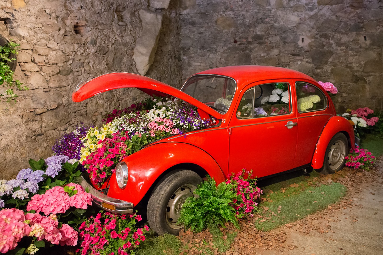 Фестиваль цветов в жироне. Краски холи на белом фоне. В каких цветах лучше праздновать 2024. Цветочный праздник в баку. Gül bayrami.