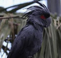 Black Palm Cockatoo Salah Satu Dari 10 Burung Termahal Di Dunia