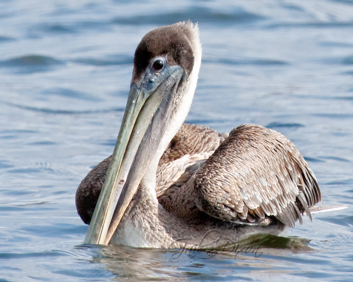 Louisiana Belle Brown Pelican Facts