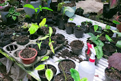 Pencuri Bawa Kabur 100 Bunga Hias di Polman, Pemilik Rugi Puluhan Juta Rupiah