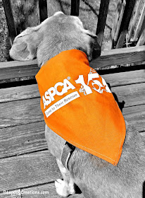 Help Sophie Wish the ASPCA a Happy 150th - and enter to WIN a #ASPCA150 Gift Pack! #adoptdontshop #rescuedog #LapdogCreations ©LapdogCreations