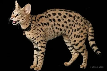 kucing termahal di dunia, kucing paling mahal di dunia, kucing termahal, jenis kucing mahal, kucing leopard harga