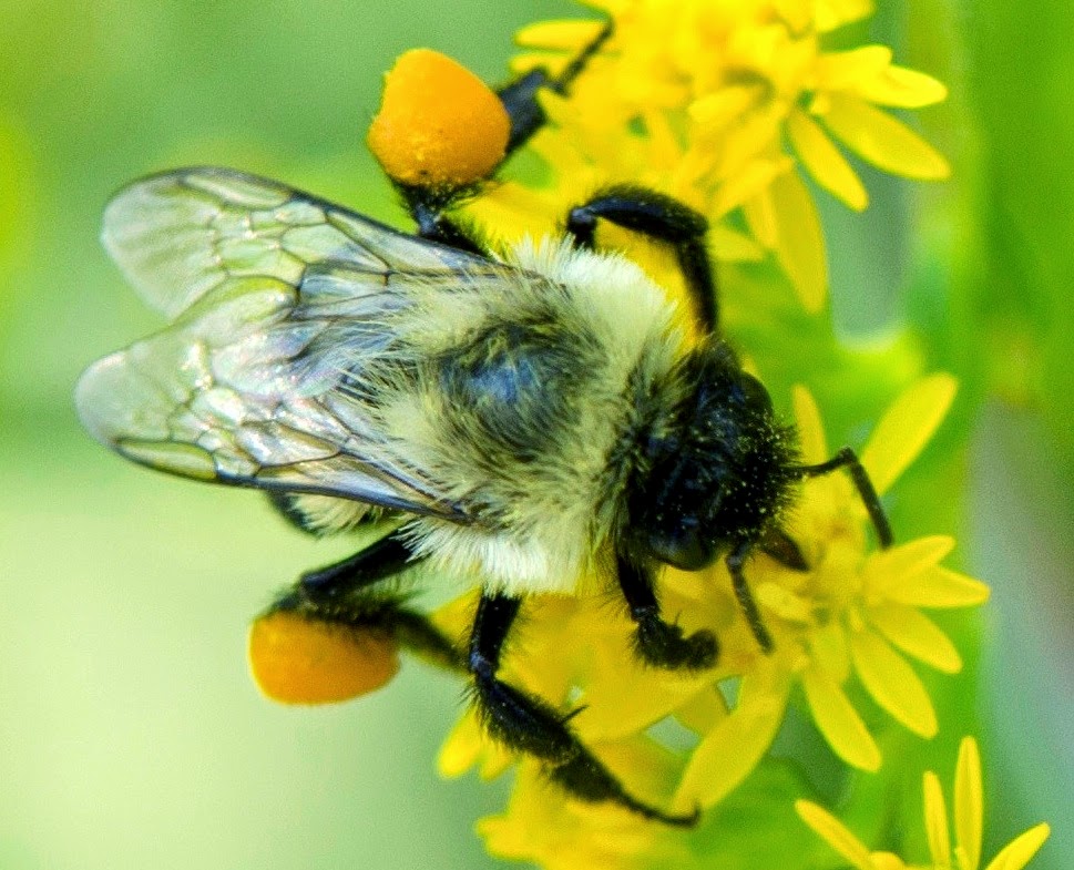 Urban Wildlife Guide