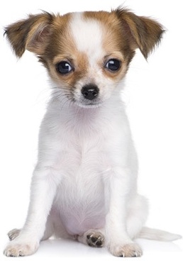 What is the popular saying about dogs? Australian Cat Breeds