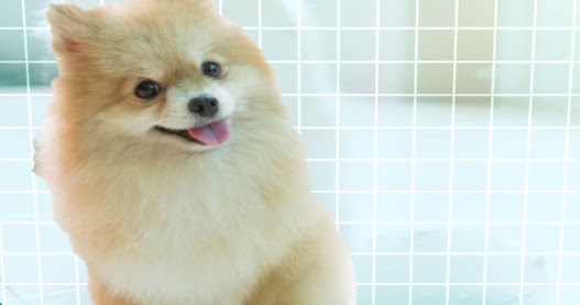 Memilih Makanan Yang Cocok Untuk Mini Pom Pomeranian