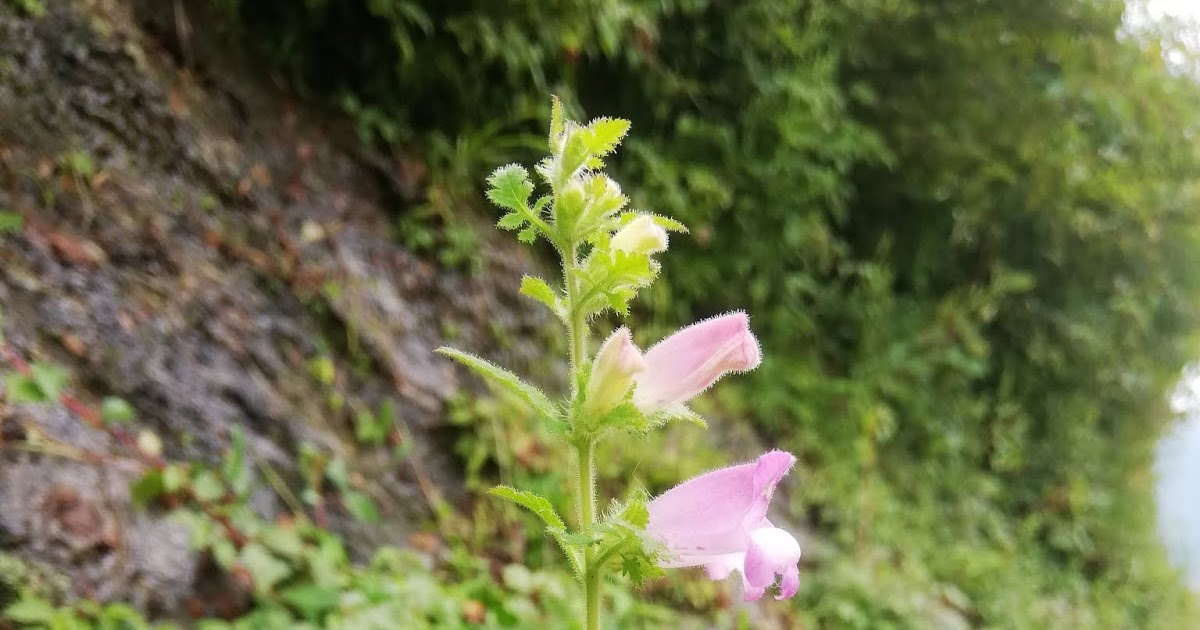 褒められるとなぜ恥ずかしいのでしょうか。