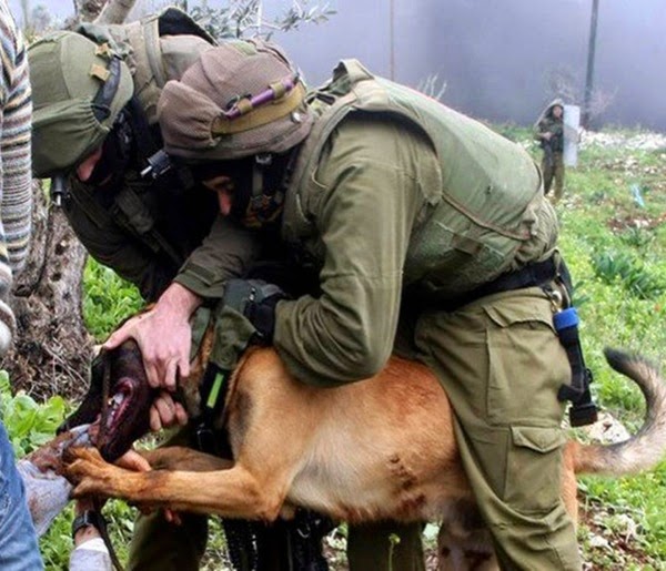 Israeli dog attacks Palestinian
