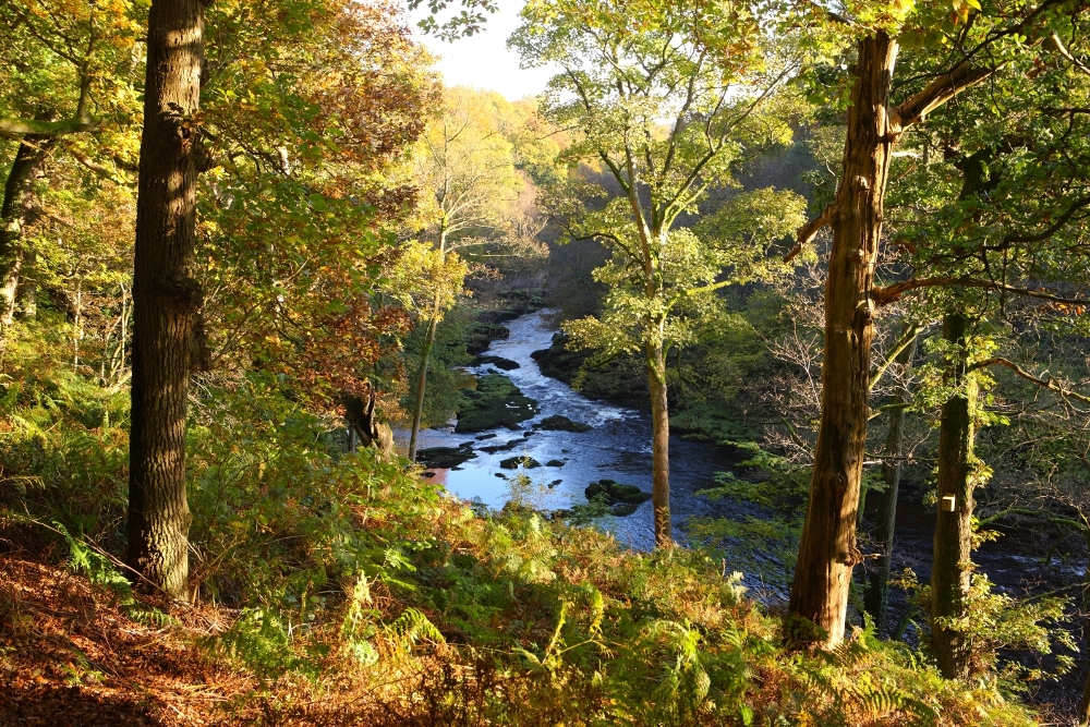 Yorkshire Dales National Park If you go down to the woods today...