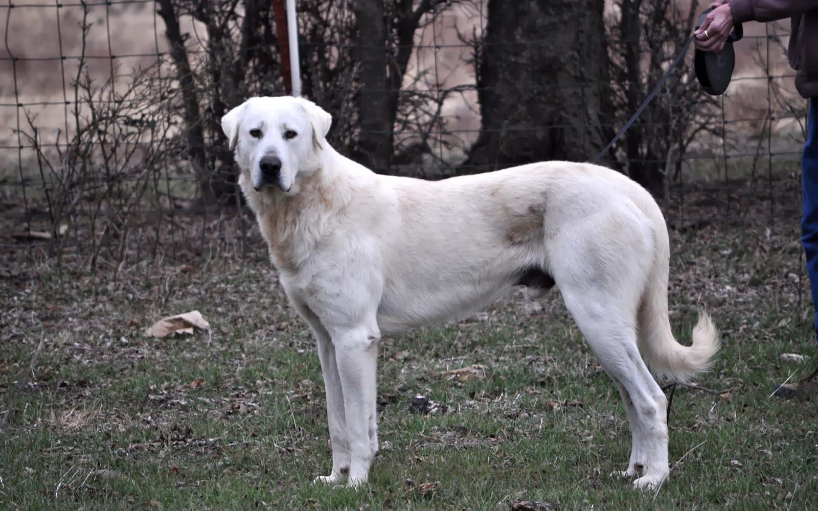 Turkish Akbash Puppies Wallpaper image Free HD Wallpaper