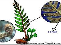 Apakah Tumbuhan Paku (Pterydophyta) itu dan Bagaimana Pergiliran Keturunannya