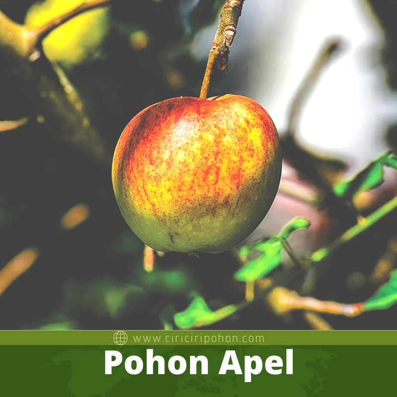 Pohon Apel