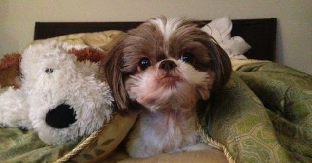 Estudo diz que os Shih Tzu podem Agir com os Humanos de Acordo com os Seus Interesses