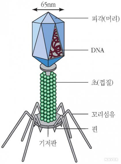 아무리봐도 자연발생한걸로 안 보이는 생김새 - 짤티비