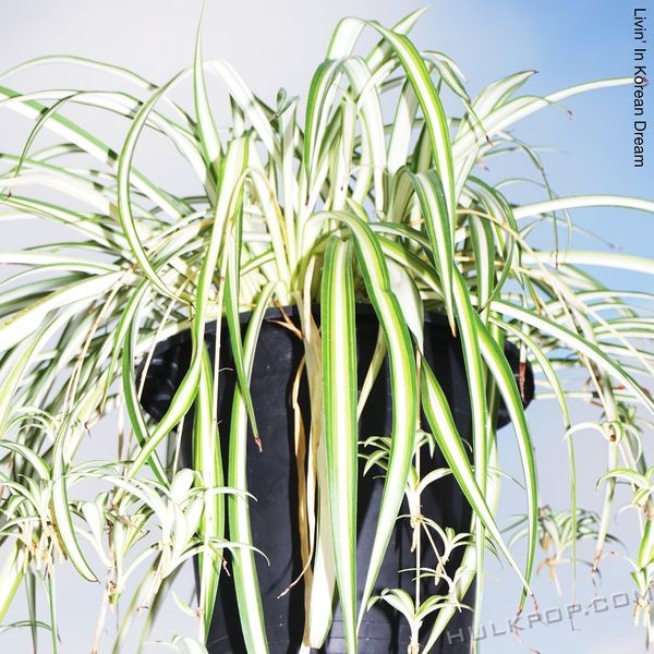 Lee Kang Seung – Korean Dream – EP