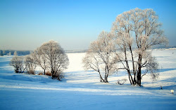 winter wallpapers christmas forest