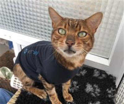 Adopt Don't Shop Charity Tuesday Forever Home Wanted for Cat