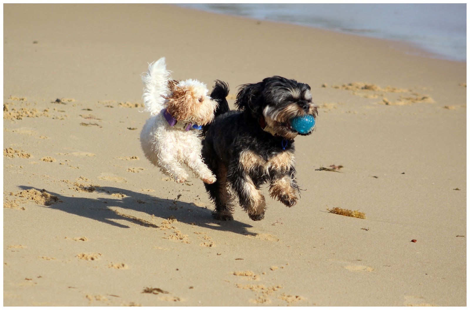 Poodle jumping for joy Poodle jumping for joy