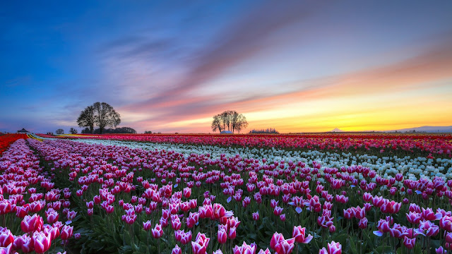 Tulips Flower Field
