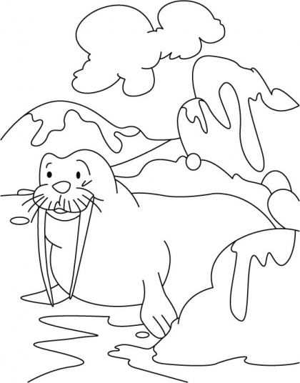 walrlus coloring pages - photo #37