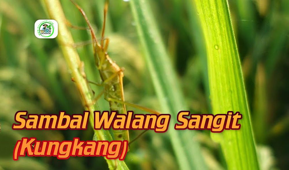 Kuliner Ekstrim Sambal Walang Sangit Kuliner Ekstrim Sambal Walang Sangit
