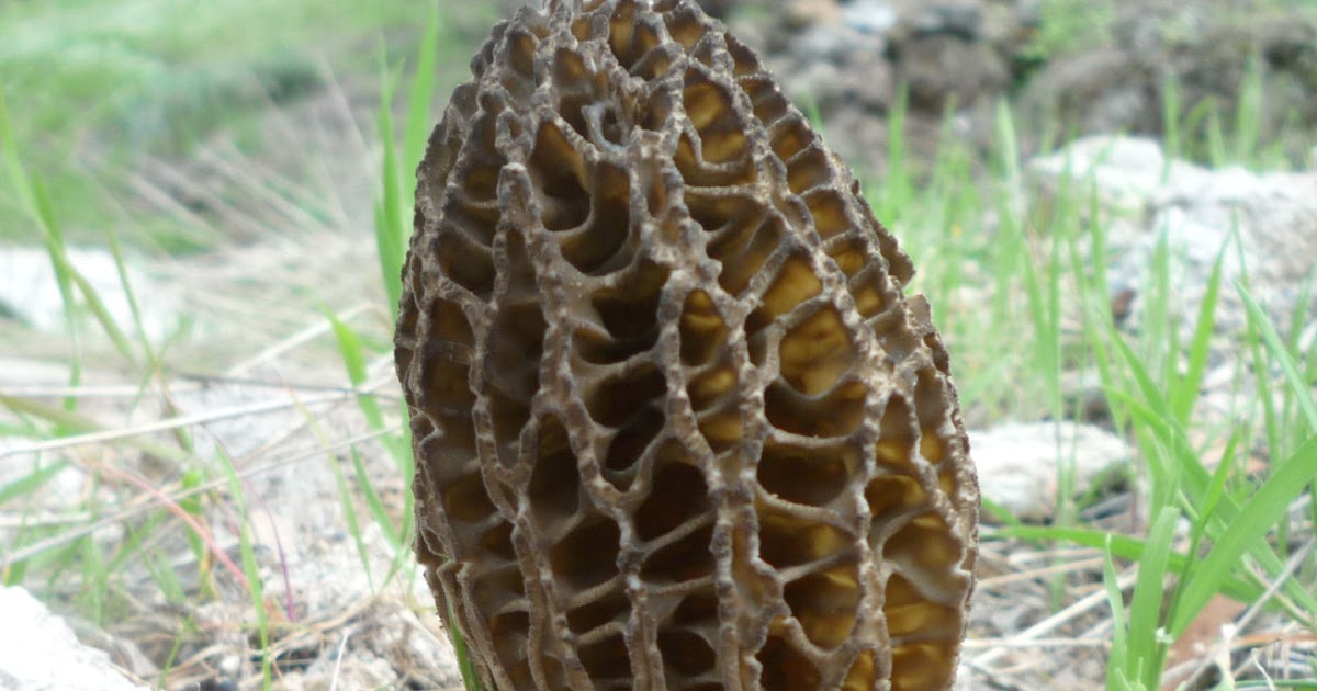 Kanaguchhi (Morel Mushroom)