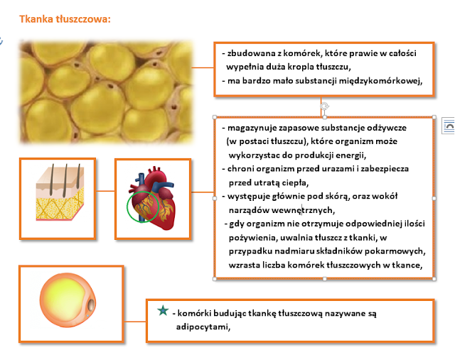 Tkanki Zwierzęce Test Klasa 6 - I.2. TKANKI ZWIERZĘCE klasa VI