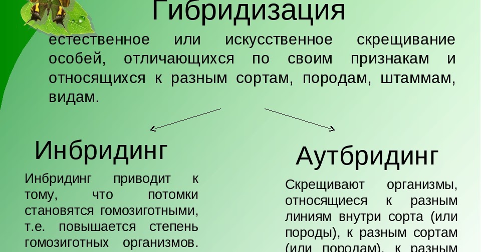 Гибридизация инбридинг и аутбридинг. Аутбридинг в селекции. Инбридинг и аутбридинг. Гибридизация это скрещивание. Методы селекции инбридинг гетерозис.