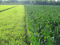 Putat: Lain ladang lain belalang, Lain pula ikannya