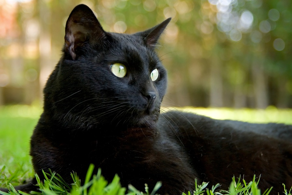 comunicat gato preto sexta feira 13 gatos pretos, sexta-feira 13, superstição gatos comunicatbr comunicat brasil