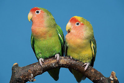Download Suara Burung Lovebird Mp3 Ngekek