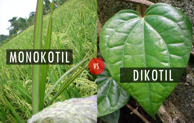 Perbedaan Daun Monokotil dan Dikotil