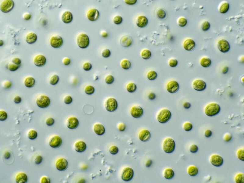 Microalgae Super Food