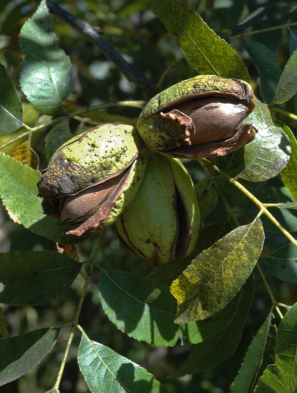 Northern Pecans Mid and late October ripening pecans