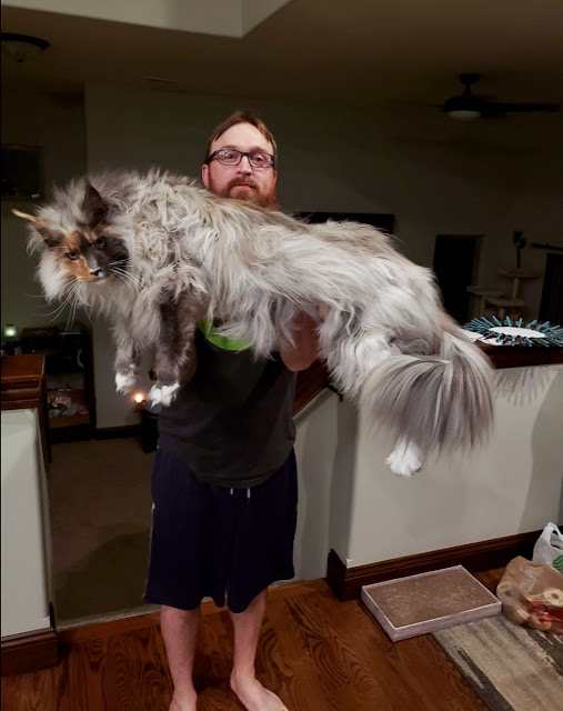 Difference between European and American Maine Coons