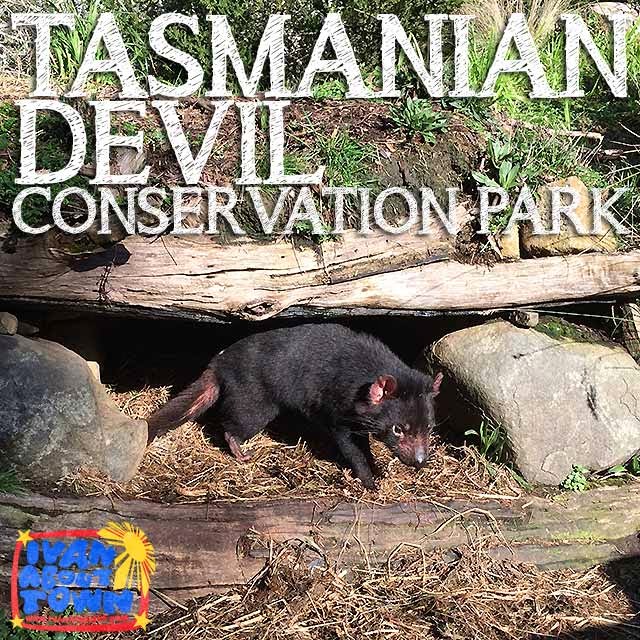 Tasmanian Devil Conservation Park in Tarrana, Tasmania | Ivan About Town
