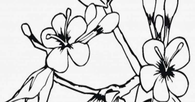 lembar mewarnai gambar bunga anggrek