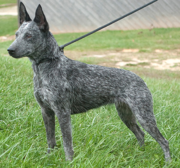 australian stumpy tail cattle dog, australian stumpy tail cattle dogs, about australian stumpy tail cattle dog, australian stumpy tail cattle dog appearance, australian stumpy tail cattle dog breed facts, australian stumpy tail cattle dog behavior, australian stumpy tail cattle dog color, caring australian stumpy tail cattle dog, australian stumpy tail cattle dog characteristics, australian stumpy tail cattle dog temperament, australian stumpy tail cattle dog uses, australian stumpy tail cattle dog lifespan, australian stumpy tail cattle dog health, australian stumpy tail cattle dog as pets