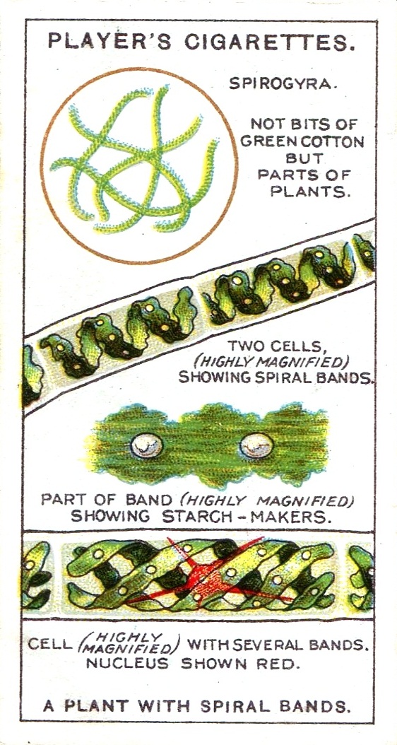 Cardboard History Cardboard History History of Cardboard Collection