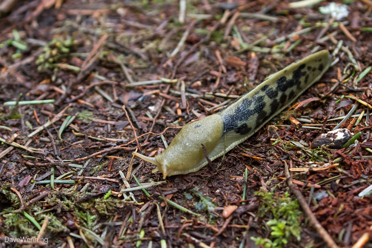Banana Slug (Ariolimax columbianus)