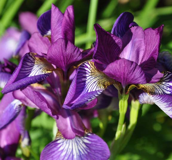Three Dogs in a Garden How to Grow Siberian Iris