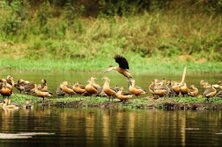 Birds of Bangladesh
