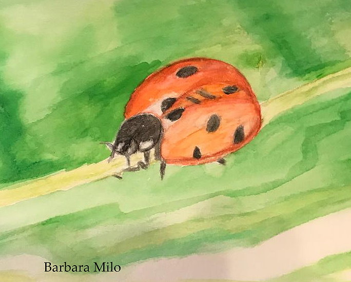 teaching art: Wildlife in Watercolor Pencil, classes 5&6
