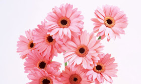 Pink Tree Branches Cherry Flowers Close Up 720x1280 Wallpaper